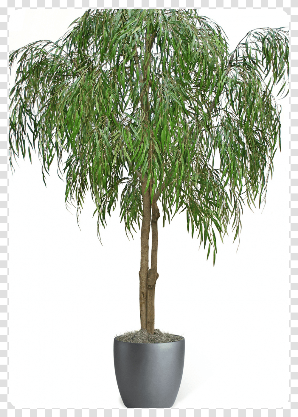 Weeping Willow, Tree, Plant, Palm Tree, Arecaceae Transparent Png