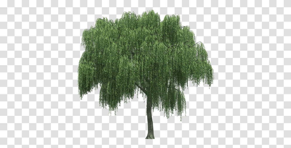 Weeping Willow Tree Rendering Tree Weeping Willow, Plant Transparent Png