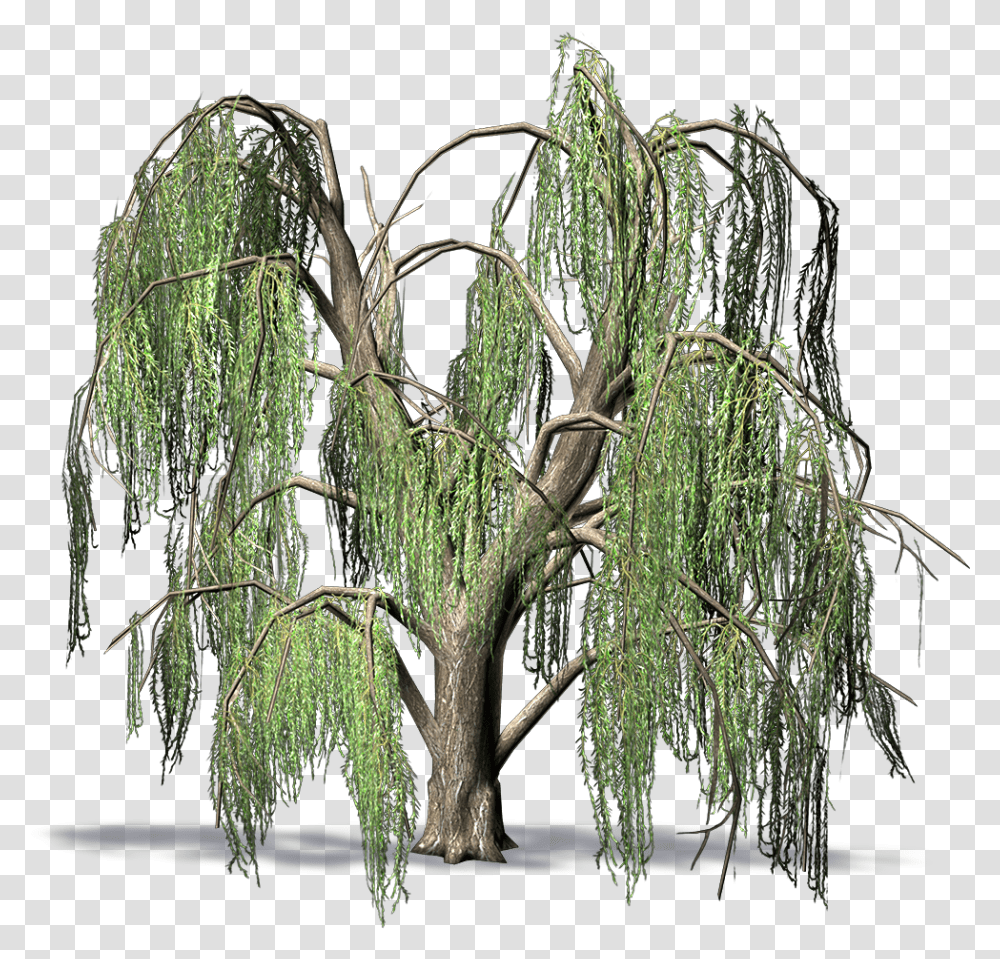 Weeping Willow Weeping Willow, Tree, Plant Transparent Png