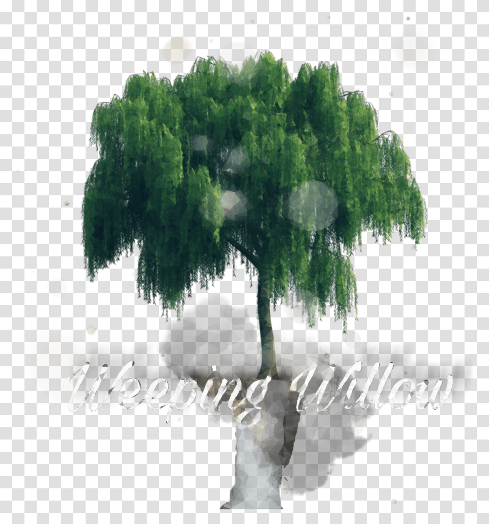 Weepingwillow Willow Tree Photoshop, Outdoors, Nature, Land Transparent Png
