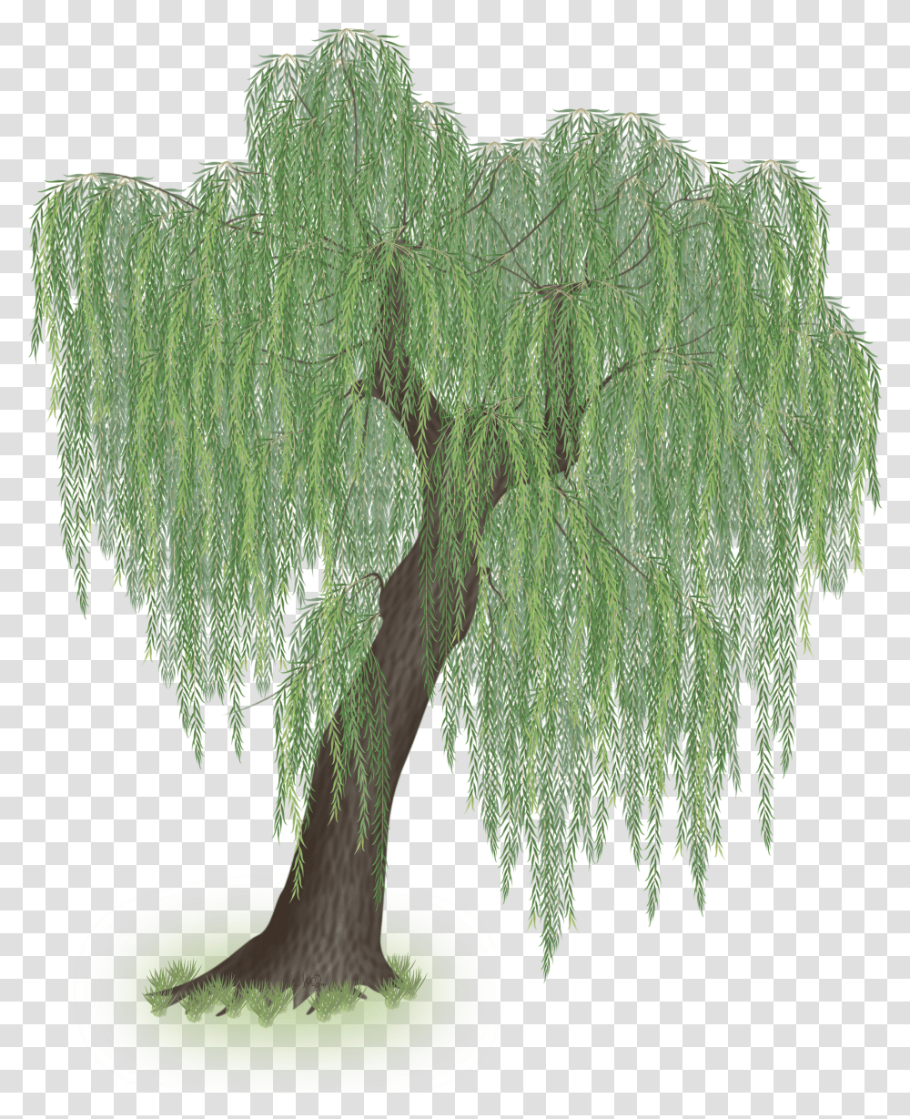 Weepingwillow Willow Tree Vector Transparent Png