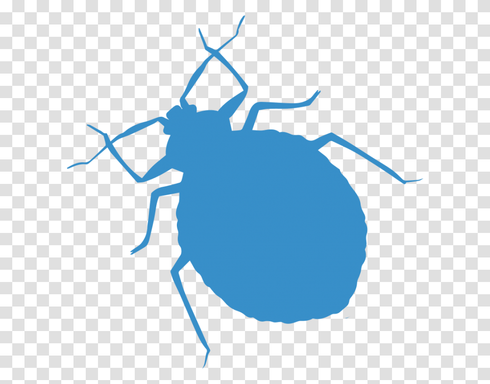 Weevil, Animal, Invertebrate, Insect, Person Transparent Png