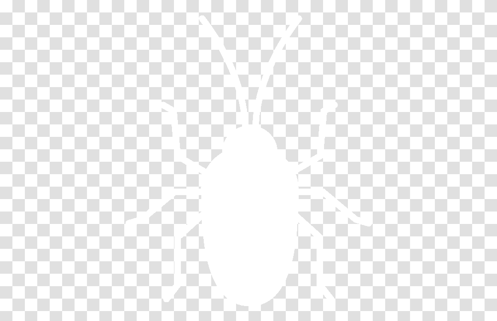 Weevil, Animal, Invertebrate, Insect, Spider Transparent Png