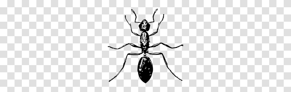 Weevil Clipart, Animal, Invertebrate, Spider, Arachnid Transparent Png