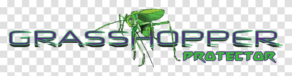 Weevil, Insect, Invertebrate, Animal, Cricket Insect Transparent Png