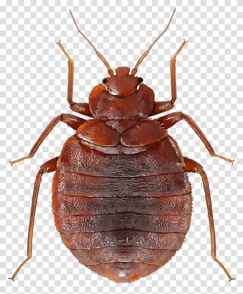 Weevil, Invertebrate, Animal, Insect, Spider Transparent Png