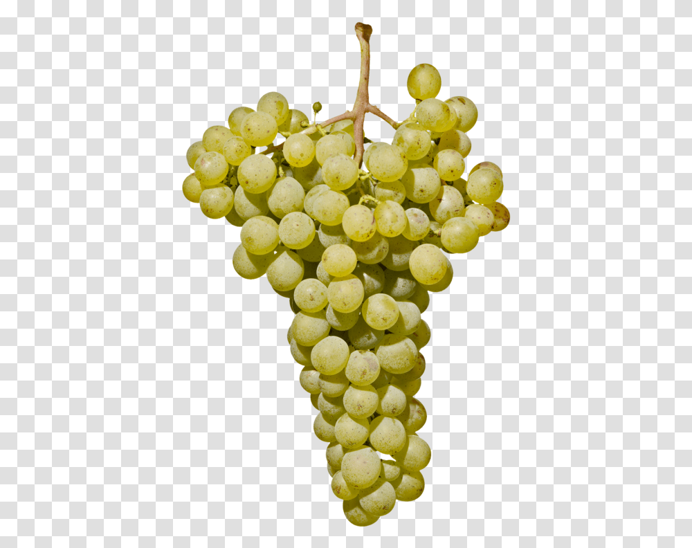 Weiburgunder Sdtirol, Plant, Grapes, Fruit, Food Transparent Png