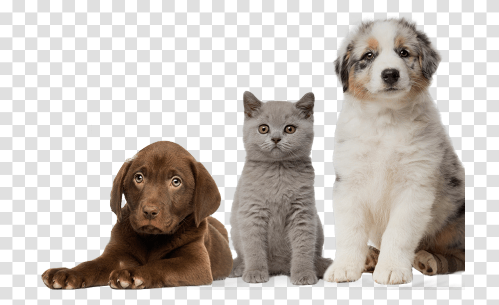 Weimaraner, Dog, Pet, Canine, Animal Transparent Png