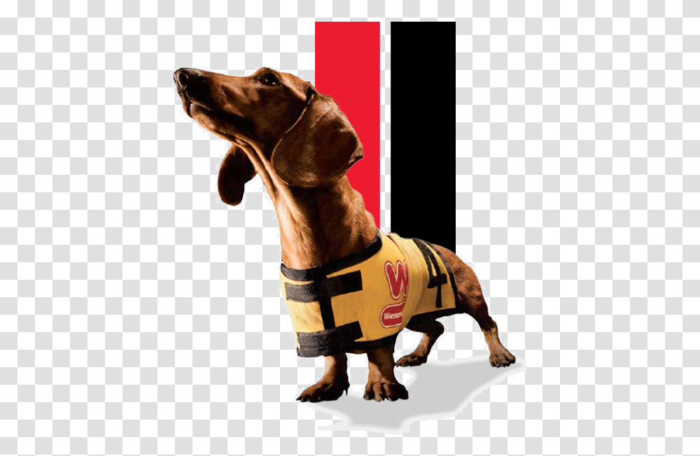 Weiner Dog, Apparel, Pet, Canine Transparent Png