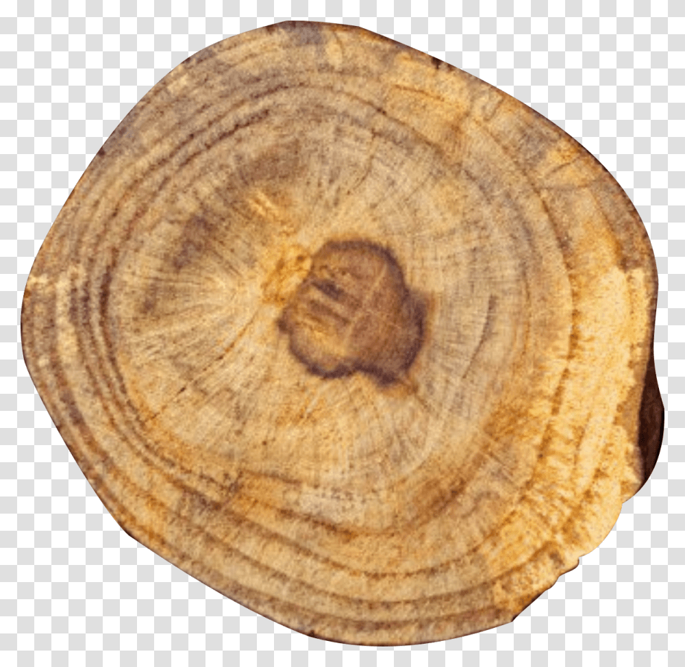 Weinholz Macoma, Tree Stump, Wood, Rug, Plant Transparent Png