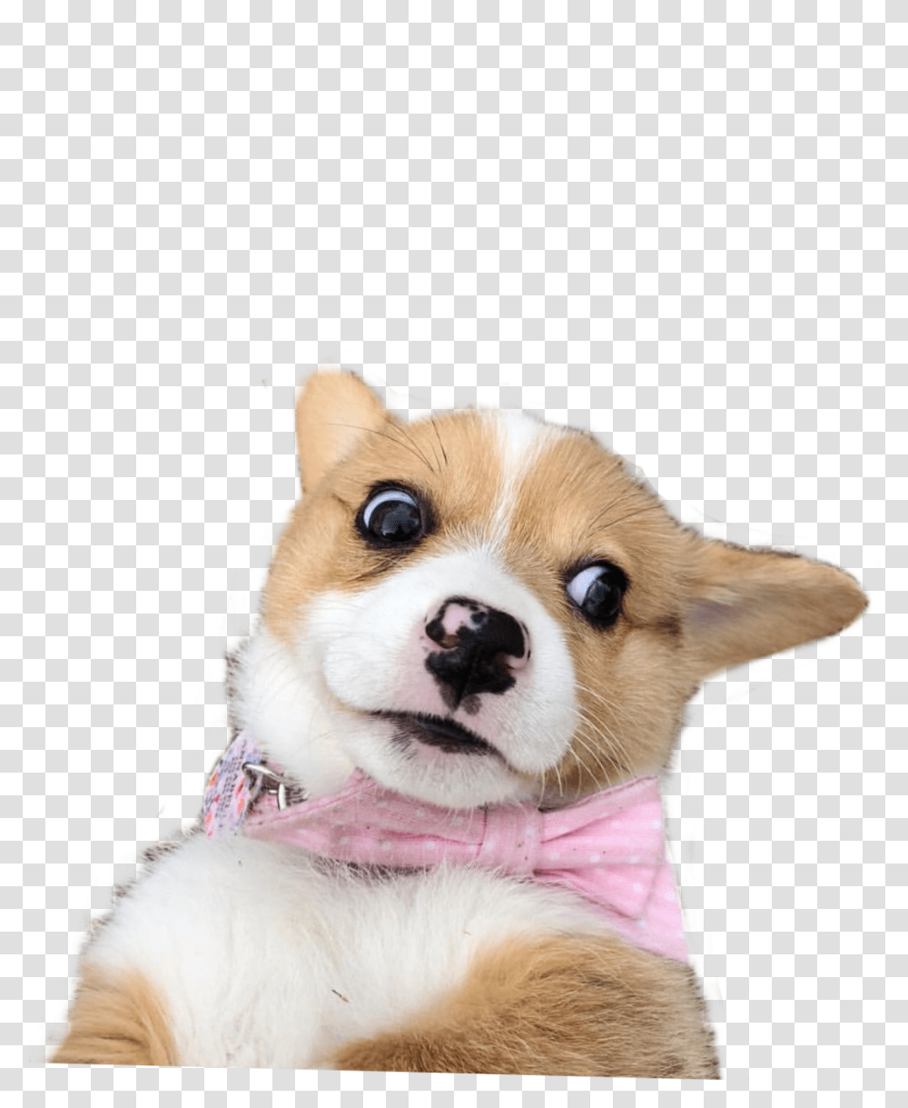 Weird Meme Dog Doggo Dogmeme Worried Worry Scared, Pet, Canine, Animal, Mammal Transparent Png