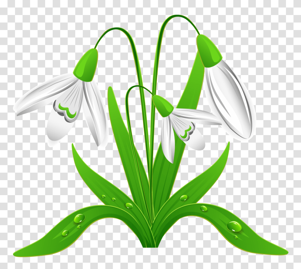 Welcome Back Wyvern Academy, Amaryllidaceae, Flower, Plant, Blossom Transparent Png