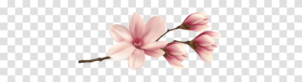 Welcome, Plant, Petal, Flower, Blossom Transparent Png