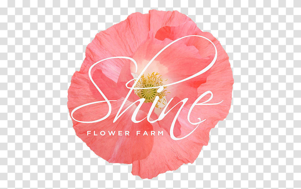 Welcome Shine Flowerfarm Anthurium, Plant, Blossom, Pollen, Geranium Transparent Png