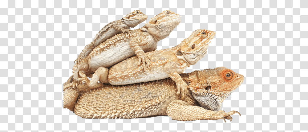 Welcome To Atomic Lizard Ranch Bearded Dragon Colors Stages Of Bearded Dragon Growth, Reptile, Animal, Gecko, Iguana Transparent Png