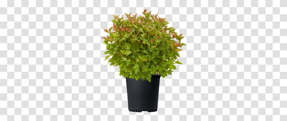 Welcome To Bailey Nurseries Flowerpot, Plant, Potted Plant, Vase, Jar Transparent Png