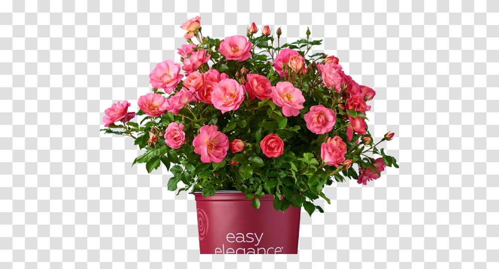 Welcome To Bailey Nurseries Growing What's Next Pink Flowers In Bouquets, Plant, Blossom, Geranium, Flower Bouquet Transparent Png