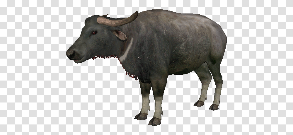 Welcome To Ideas Wiki Water Buffalo, Cow, Cattle, Mammal, Animal Transparent Png