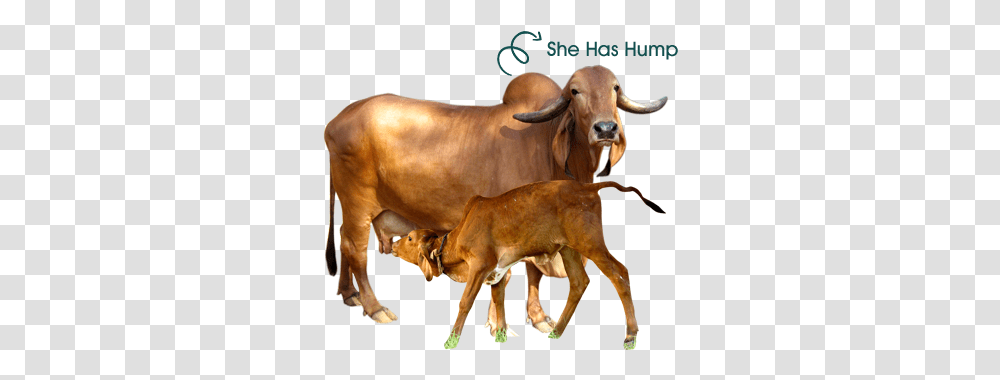 Welcome To Katuri Organics Gir Cow In Gujarat, Bull, Mammal, Animal, Cattle Transparent Png
