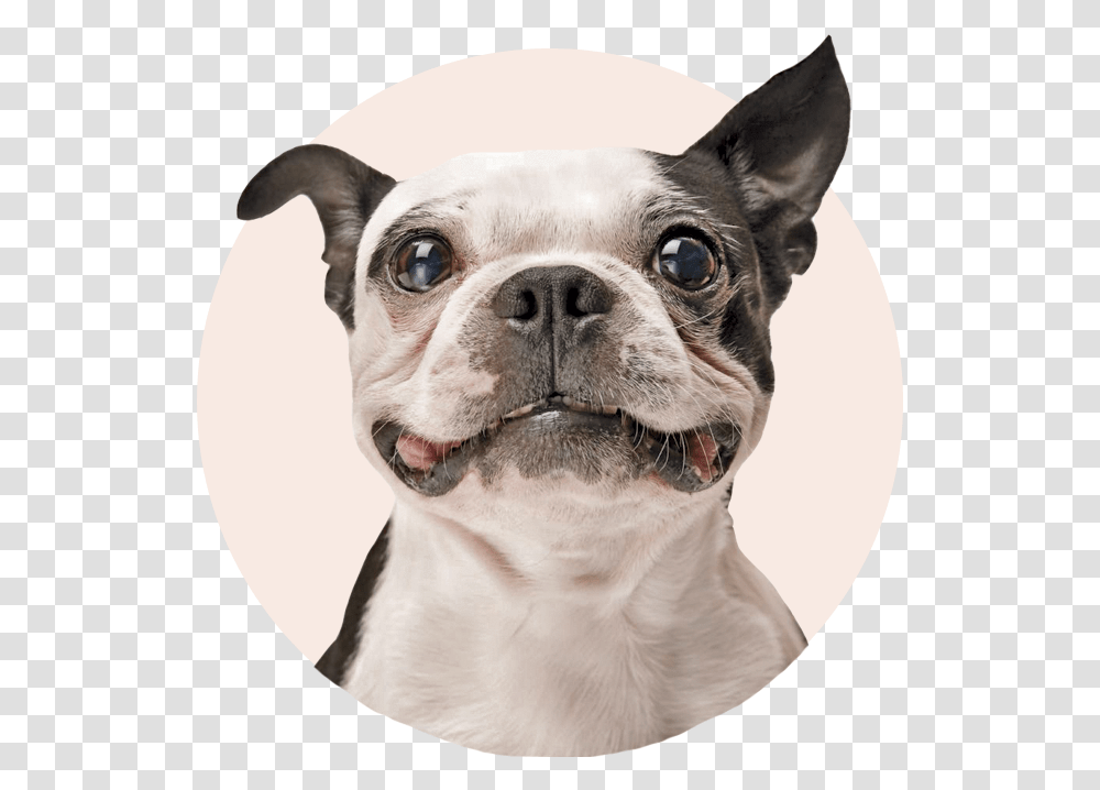 Welcome To Petmasters Inspired By Pets & The People Who Dog With Sparkling Teeth, Canine, Animal, Mammal, Bulldog Transparent Png