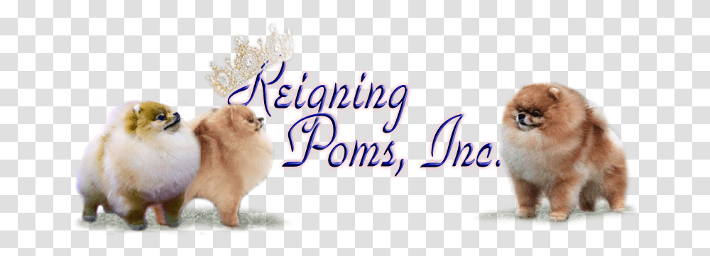 Welcome To Reigning Poms Lovely, Chicken, Bird, Animal, Mammal Transparent Png