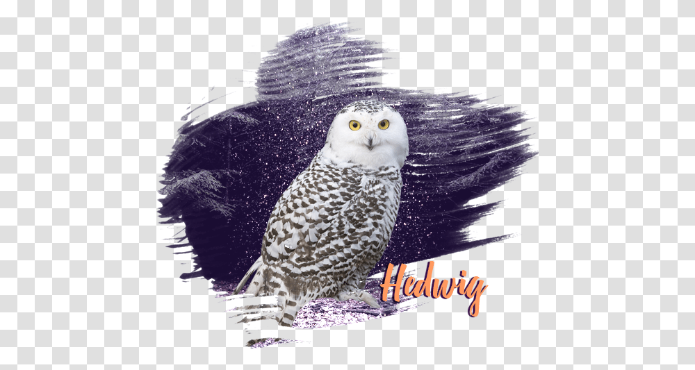 Welcome To Snowy Owl, Bird, Animal, Beak Transparent Png