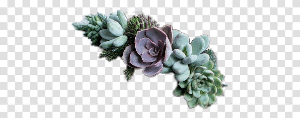 Well Look At That Another Flower Crown Succulent Jewelry, Plant, Potted Plant, Petal Transparent Png