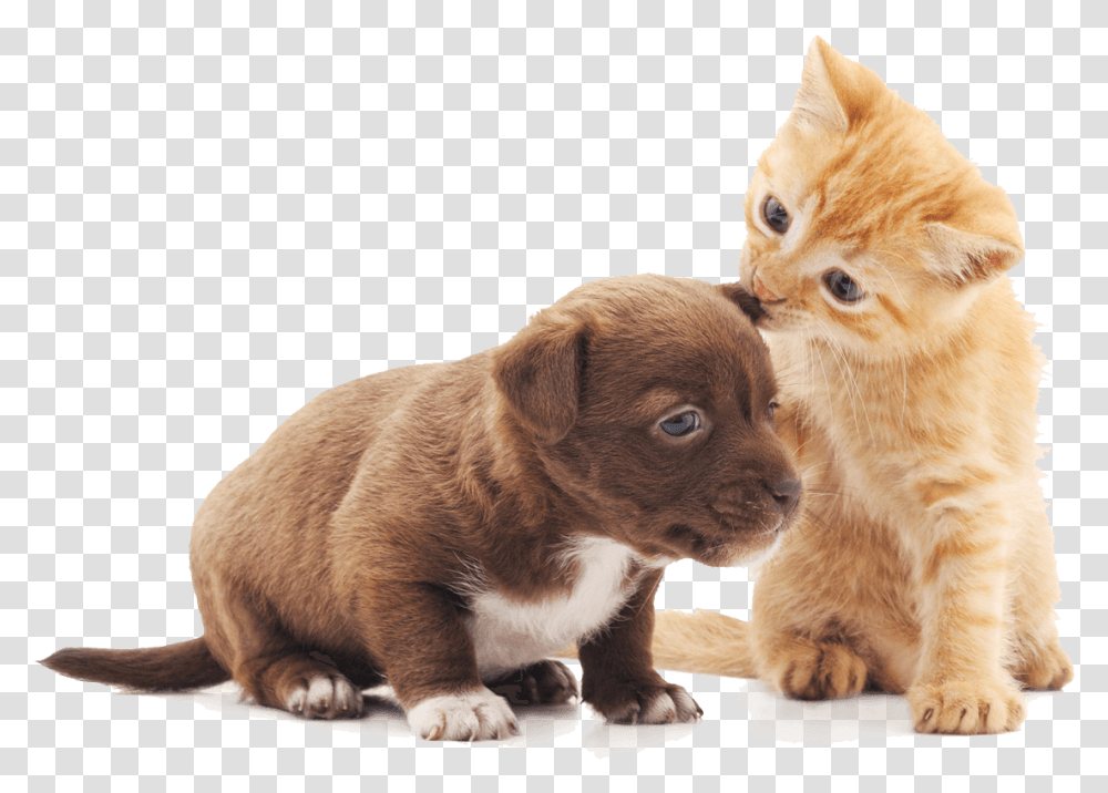 Wellness Brodie Animal Hospital Puppy And Kitten, Pet, Dog, Canine, Mammal Transparent Png