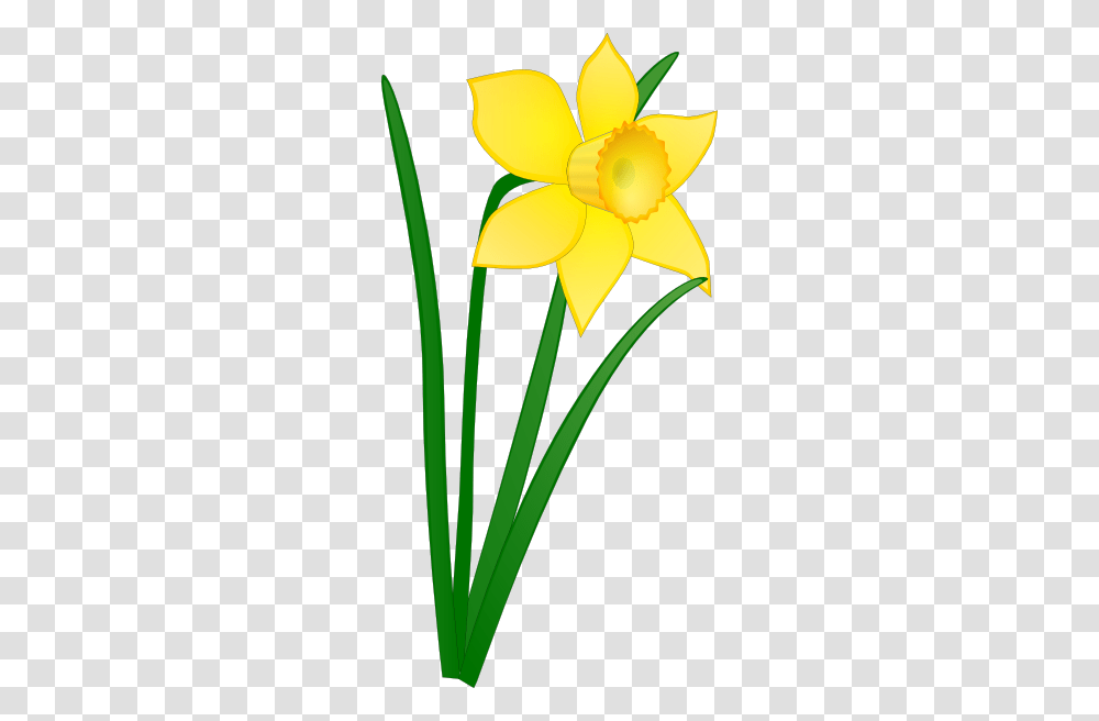 Welsh Clipart, Plant, Flower, Blossom, Daffodil Transparent Png