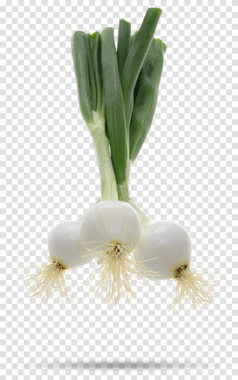 Welsh Onion, Plant, Food, Vegetable, Produce Transparent Png