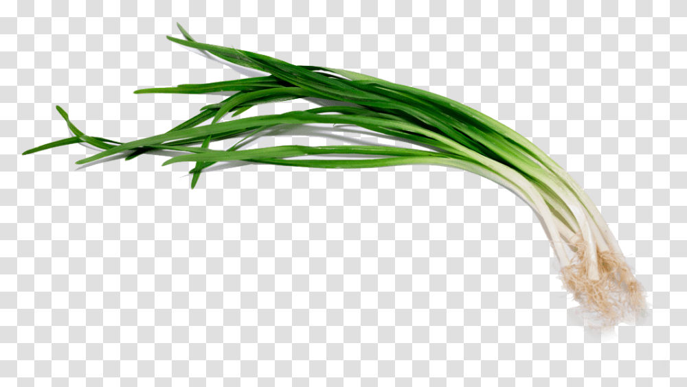Welsh Onion, Plant, Produce, Food, Vegetable Transparent Png
