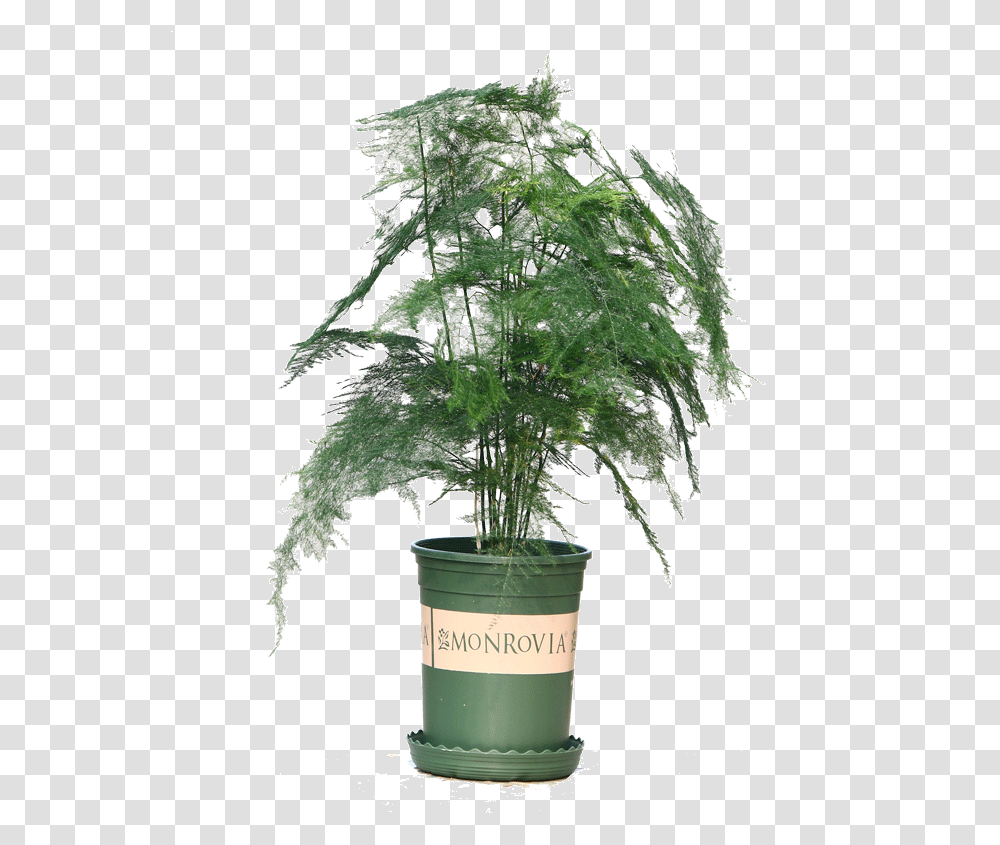 Wen Bamboo Seedlings Potted Flowers Potted Plants Purify Indoor Ever Green Plant, Leaf, Tree, Palm Tree, Arecaceae Transparent Png