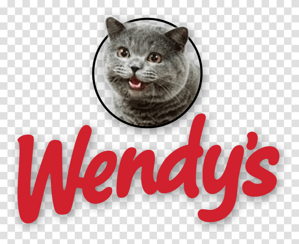 Wendy's Logo With Cheezburger Cat Cat Eating At, Pet, Animal, Mammal, Kitten Transparent Png