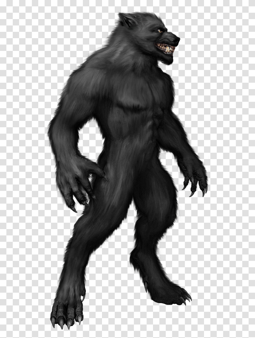 Werewolf, Ape, Wildlife, Mammal, Animal Transparent Png