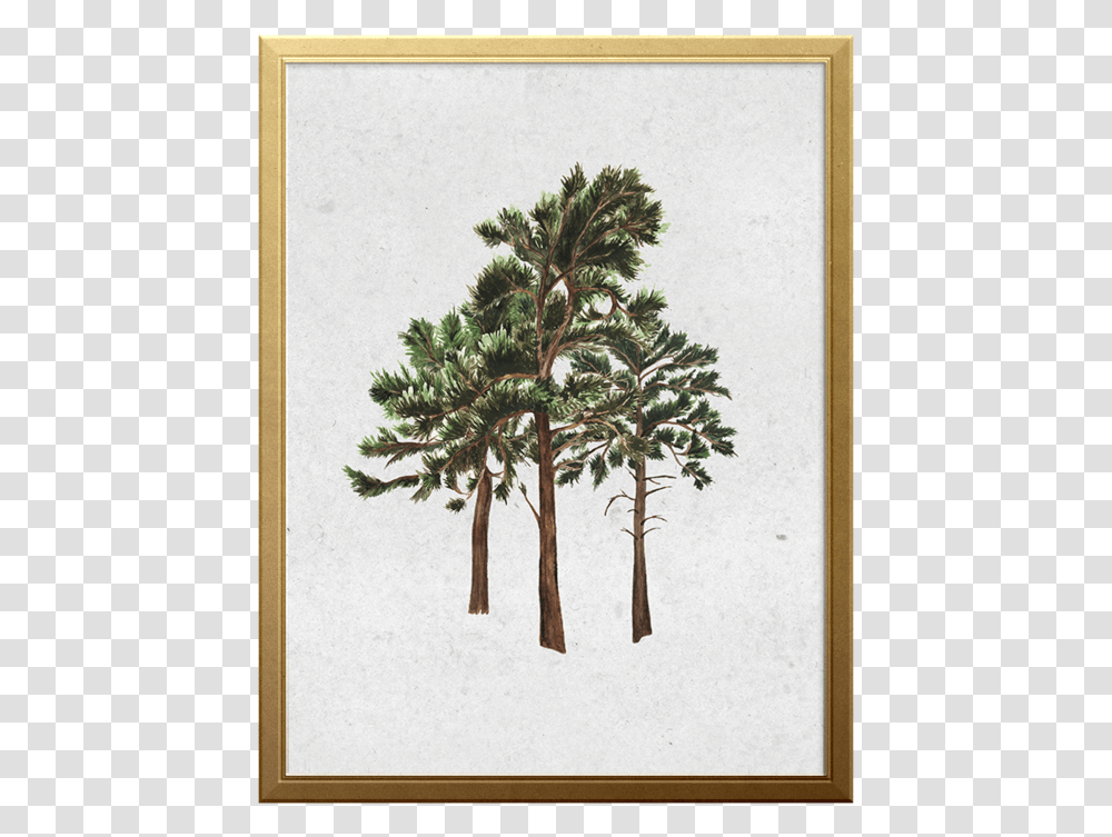 West Coast Forest Art Print Mexican Pinyon, Tree, Plant, Tree Trunk, Conifer Transparent Png