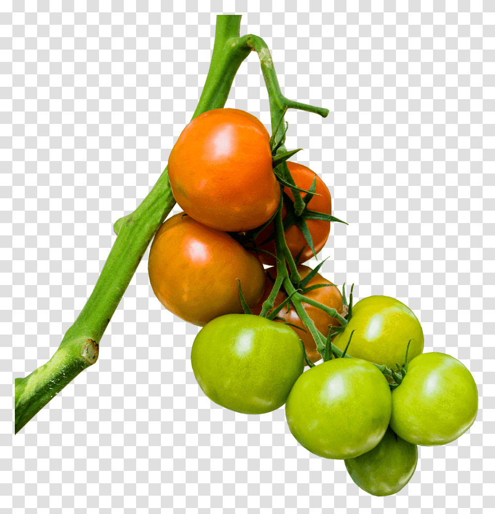 West Country Biomass The Production Of Tomatoes Aubergines, Plant, Fruit, Food, Cherry Transparent Png
