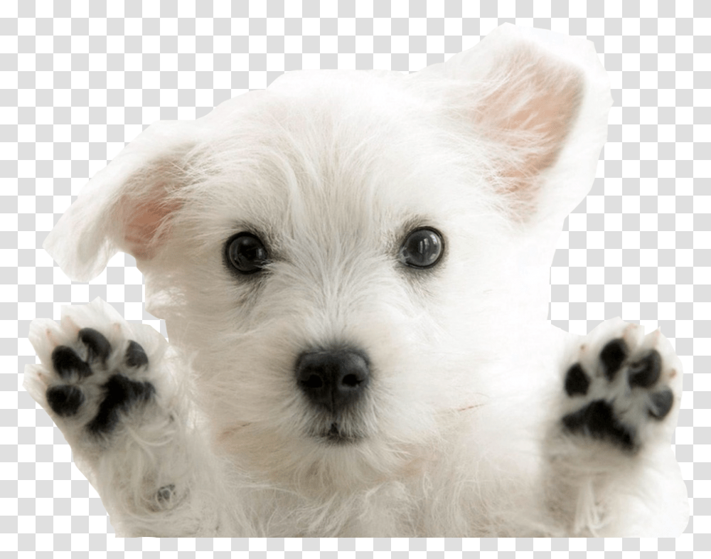 West Highland White Terrier, Dog, Pet, Canine, Animal Transparent Png