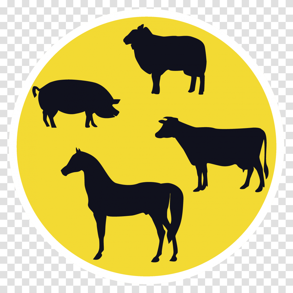 West Nile Virus Romania, Cow, Cattle, Mammal, Animal Transparent Png
