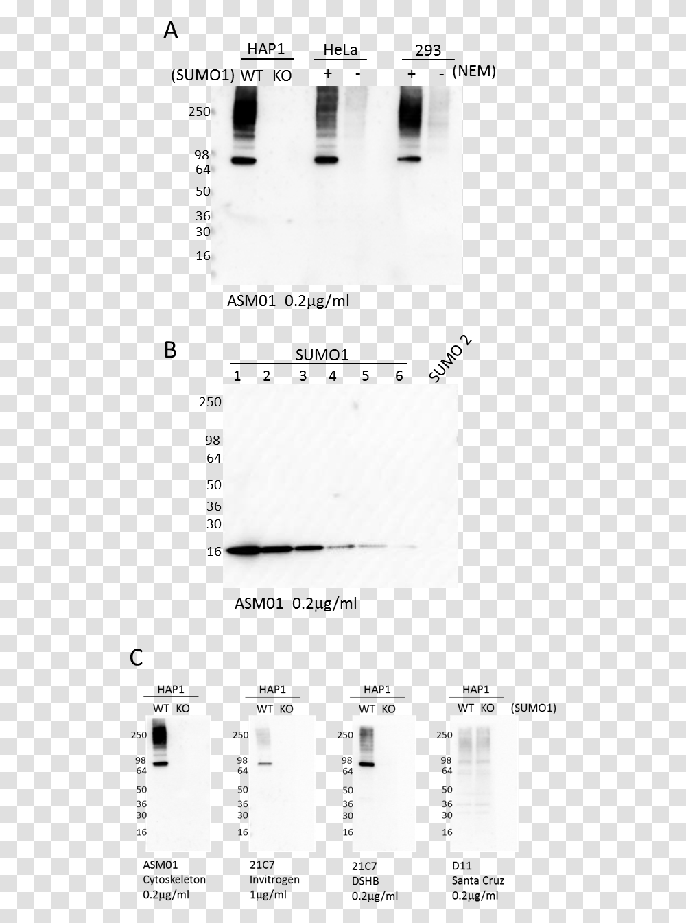Western Blot Using Sumo1 Antibody Monochrome, Weapon, Weaponry Transparent Png