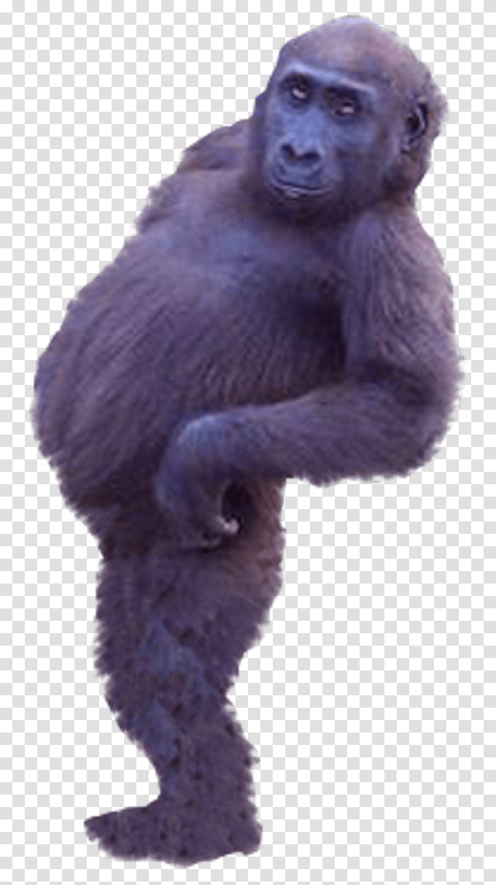 Western Gorilla Common Chimpanzee Real Monkey Cut Out, Mammal, Animal, Wildlife, Ape Transparent Png