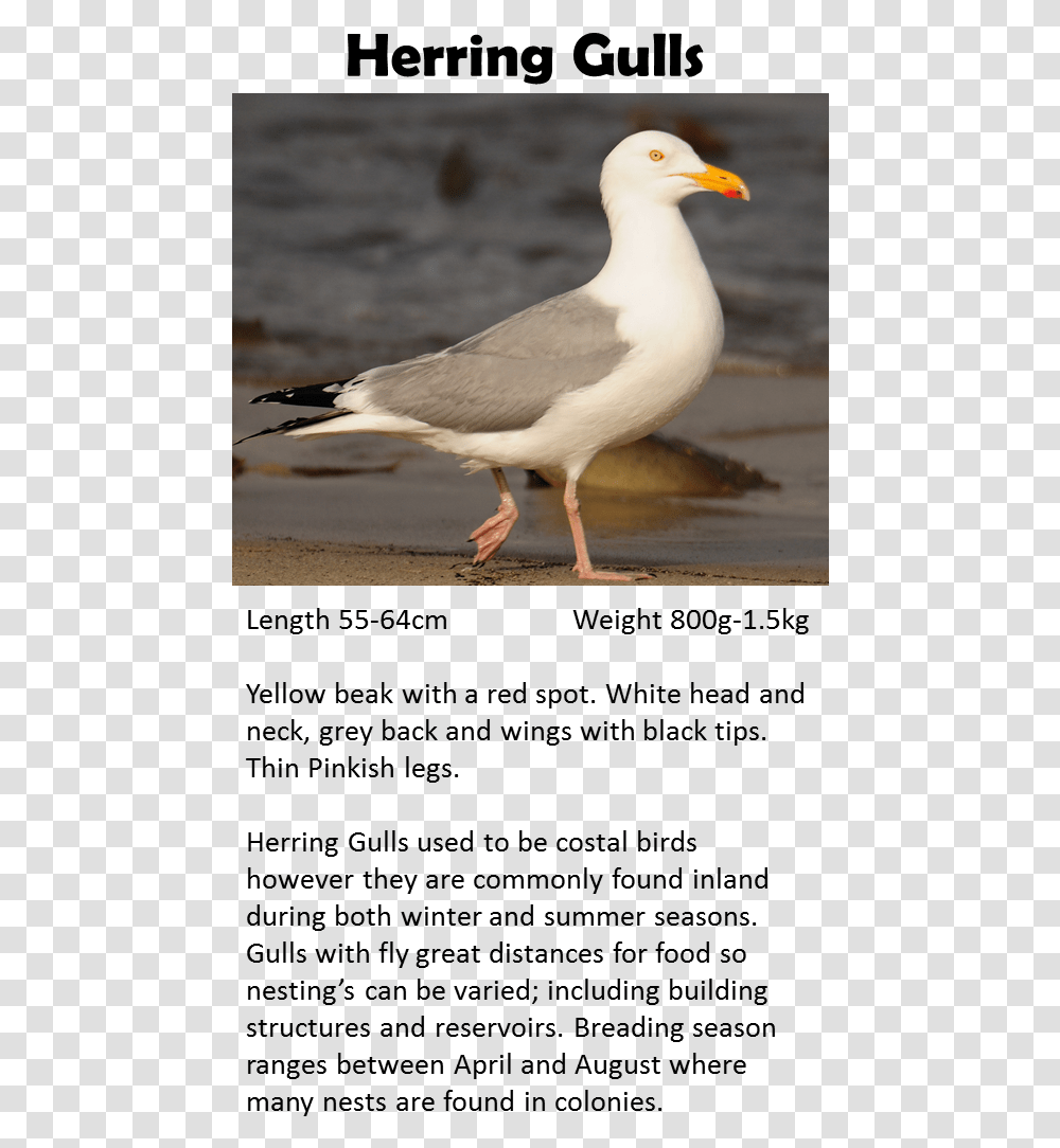 Western Gull, Bird, Animal, Seagull, Beak Transparent Png