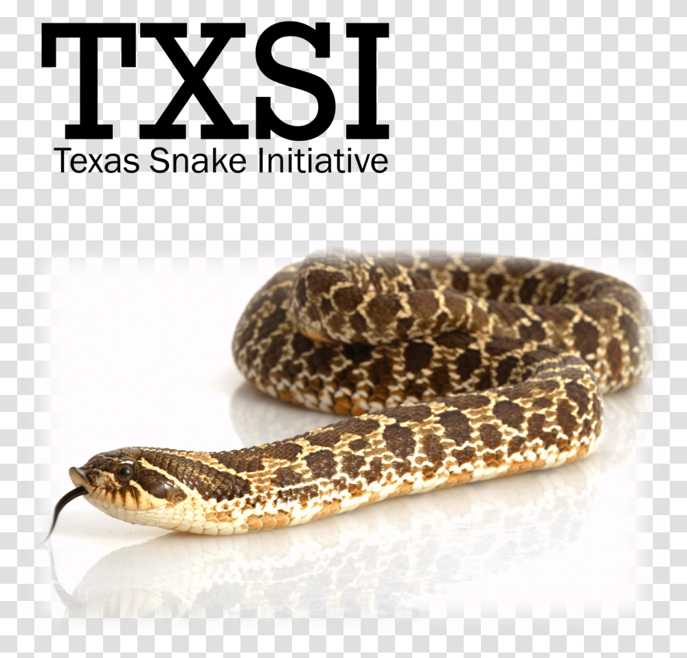 Western Hognose Snake Clipart, Reptile, Animal, Rattlesnake Transparent Png