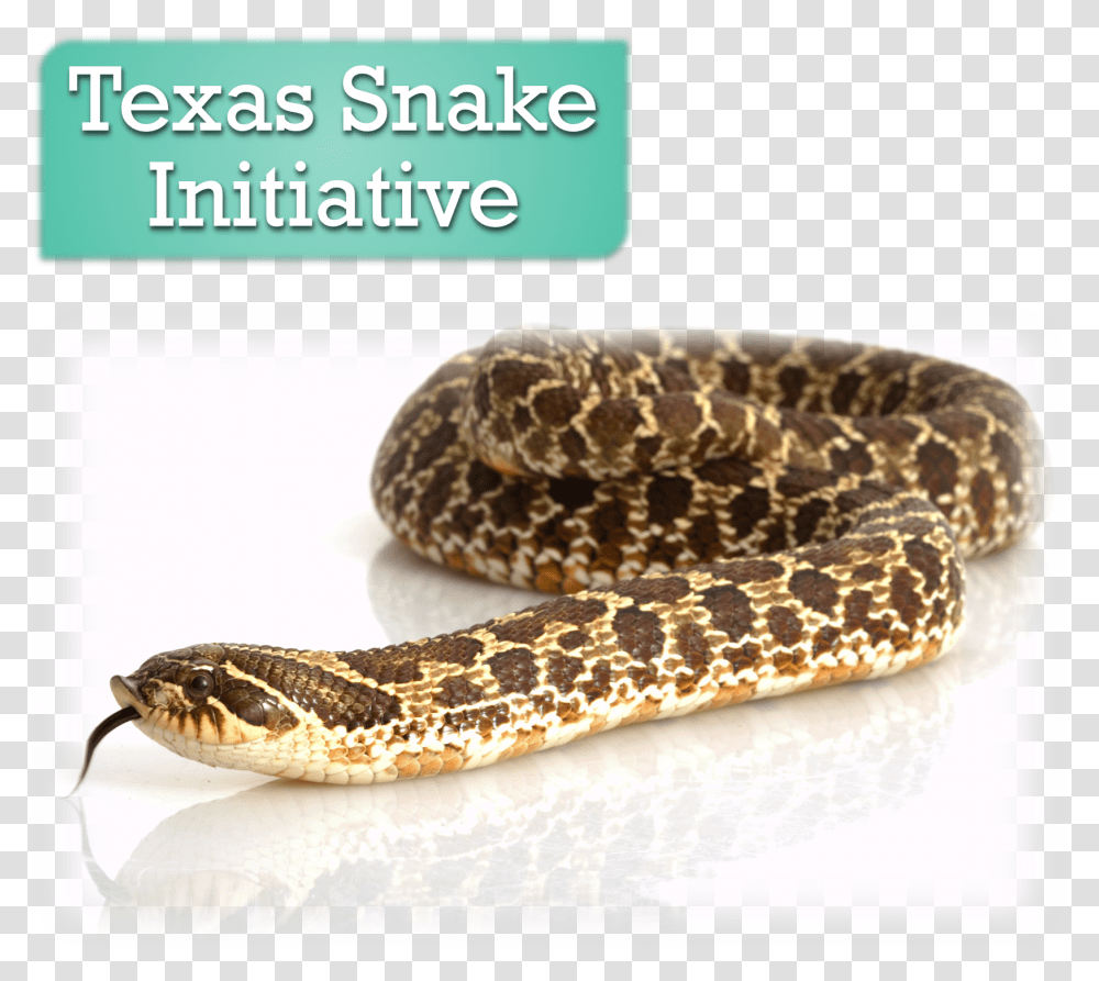 Western Hognose Snake Western Hognose Snake, Reptile, Animal, Rug, Rattlesnake Transparent Png