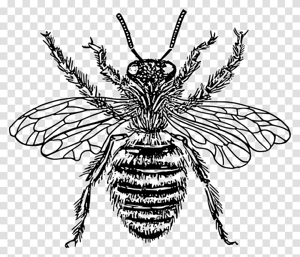 Western Honey Bee Insect Drawing Line Art Cc0 Background Vintage Bee Clipart, Gray, World Of Warcraft Transparent Png