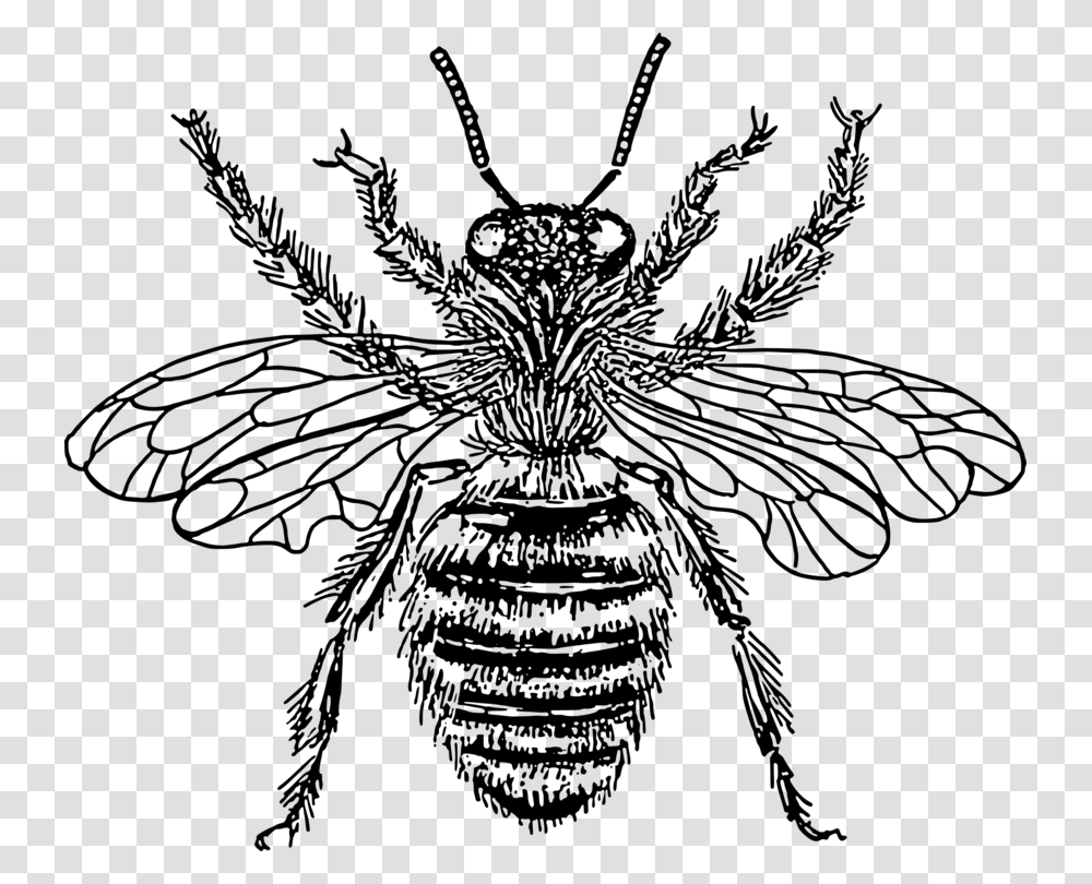 Western Honey Bee Insect Drawing Line Art, Gray, World Of Warcraft Transparent Png