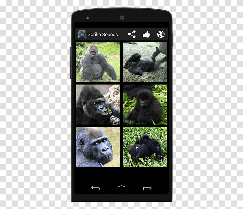 Western Lowland Gorilla, Ape, Wildlife, Mammal, Animal Transparent Png