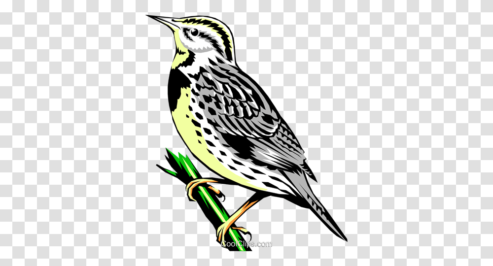 Western Meadowlark Royalty Free Vector Clip Art Illustration, Bird, Animal, Sparrow, Finch Transparent Png