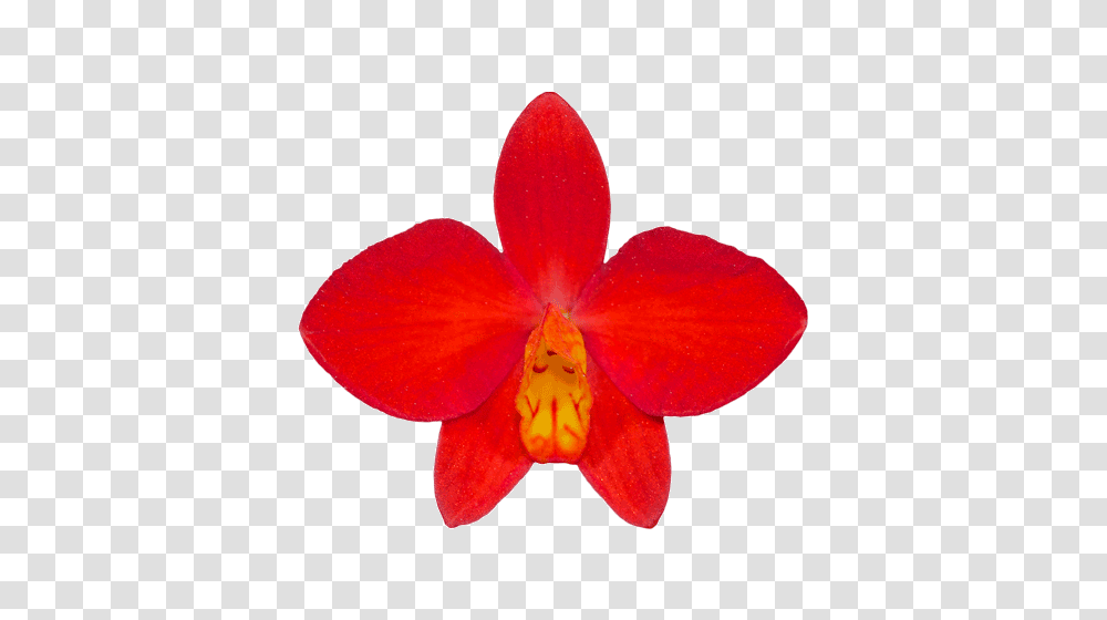 Western Orchids Top Stuff For People Who Know Their Stuff, Plant, Petal, Flower, Blossom Transparent Png