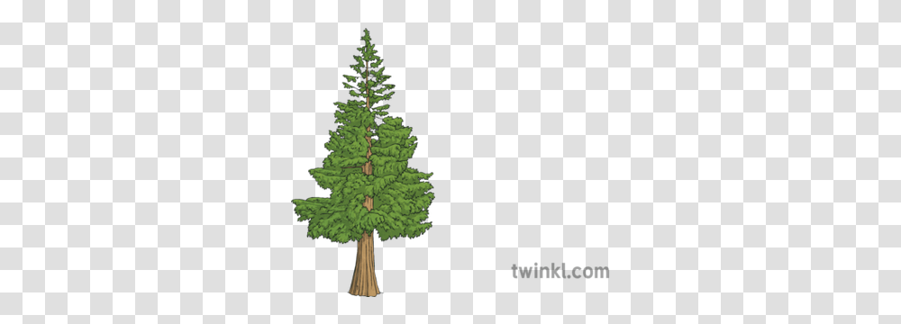 Western Red Cedar Tree Science Ks2 Illustration Twinkl Christmas Tree, Plant, Ornament, Pine, Conifer Transparent Png