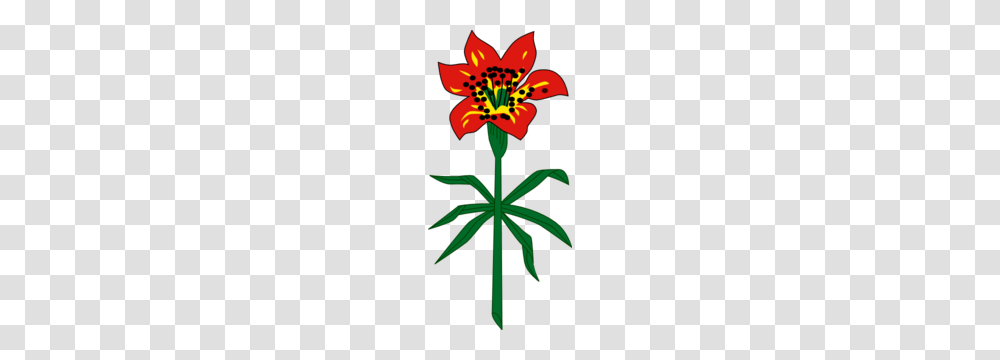 Western Red Lily Saskatchewan Clip Art, Plant, Flower, Blossom, Cross Transparent Png